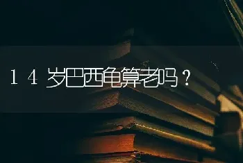 缅因猫适合新手养吗？