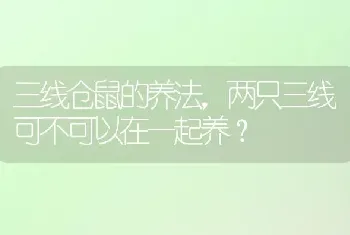 三线仓鼠的养法，两只三线可不可以在一起养？