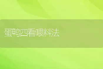 蛋鸭四看喂料法