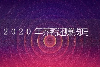 2020年养鸭还赚钱吗