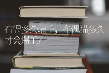 布偶多久爆毛，布偶猫多久才会爆毛？