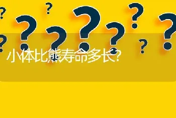 小体比熊寿命多长？