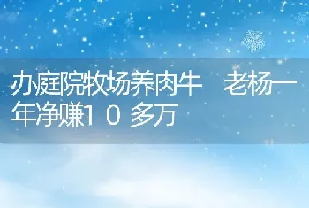 办庭院牧场养肉牛 老杨一年净赚10多万