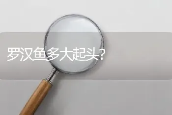 罗汉鱼多大起头？