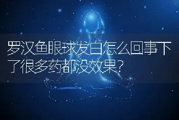 罗汉鱼眼球发白怎么回事下了很多药都没效果？