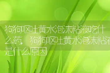 狗狗呕吐黄水泡沫粘液吃什么药，狗狗呕吐黄水泡沫粘液是什么原因