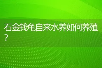 石金钱龟自来水养如何养殖？