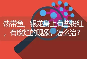 热带鱼，银龙身上有些粉红