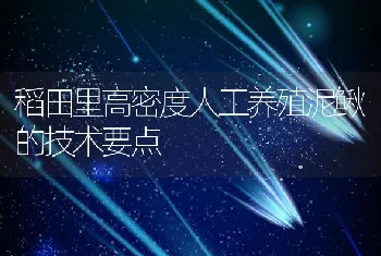 稻田里高密度人工养殖泥鳅的技术要点