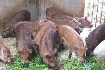 大山深处养野猪