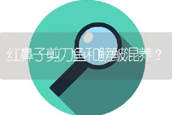 红鼻子剪刀鱼和鳑鲏混养？