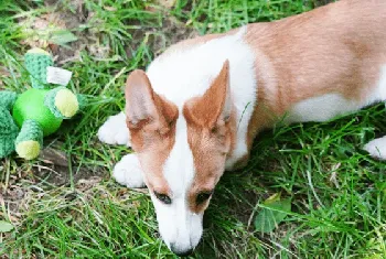 养柯基最大的忌讳，柯基犬注意事项？