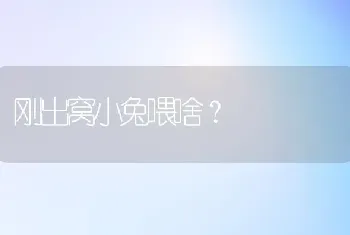 刚出窝小兔喂啥？