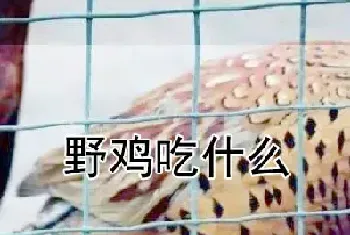 野鸡吃什么