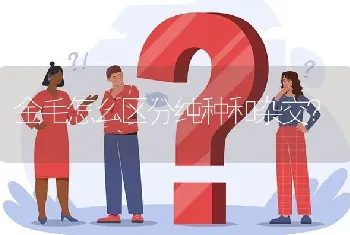 金毛怎么区分纯种和杂交？