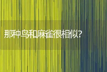 那种鸟和麻雀很相似？