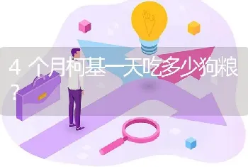 4个月柯基一天吃多少狗粮？