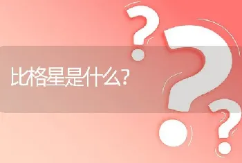 比格星是什么？