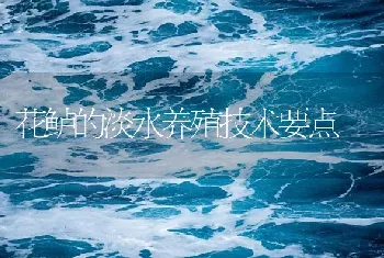 花鲈的淡水养殖技术要点