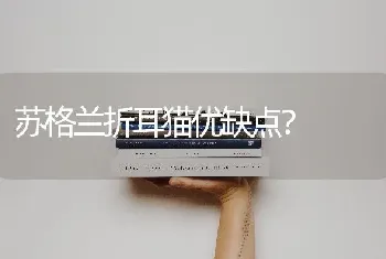 苏格兰折耳猫优缺点？