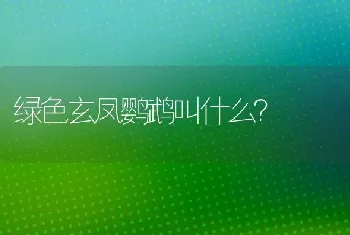 绿色玄凤鹦鹉叫什么？