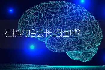 泰迪狗什么颜色是最好的？