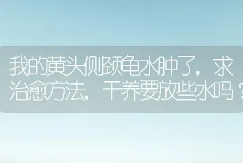 我的黄头侧颈龟水肿了，求治愈方法，干养要放些水吗？