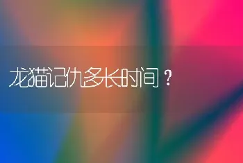 龙猫记仇多长时间？