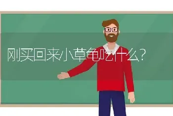 刚买回来小草龟吃什么？