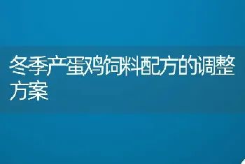 冬季产蛋鸡饲料配方的调整方案