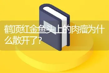 鹤顶红金鱼头上的肉瘤为什么散开了？