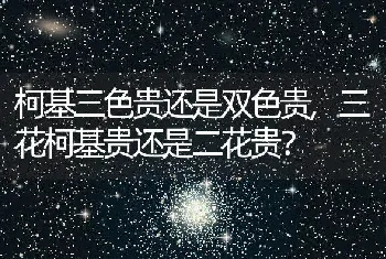 柯基三色贵还是双色贵，三花柯基贵还是二花贵？