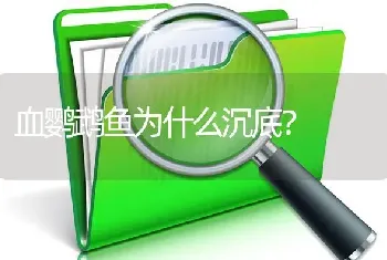 血鹦鹉鱼为什么沉底？