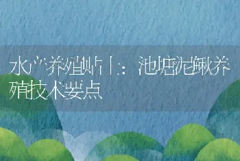 池塘泥鳅养殖技术要点