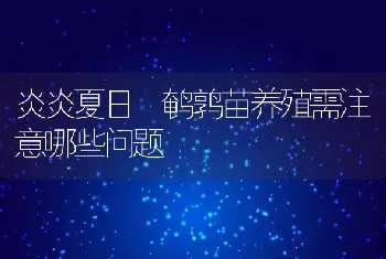 炎炎夏日 鹌鹑苗养殖需注意哪些问题