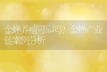 金蝉养殖可靠吗?金蝉产业链案例分析