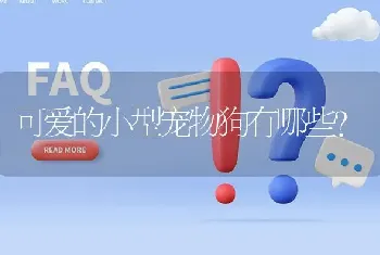 可爱的小型宠物狗有哪些？