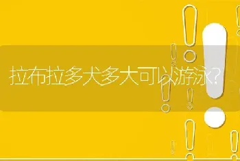 拉布拉多犬多大可以游泳？