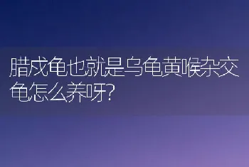 黄喉龟从2-3cm开始养还是4-5cm开始养好？