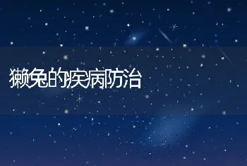 獭兔的疾病防治