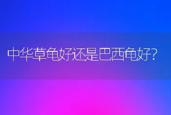 中华草龟好还是巴西龟好？