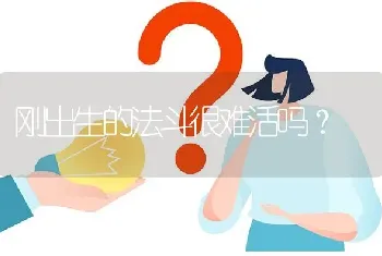 刚出生的法斗很难活吗？