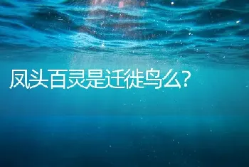 凤头百灵是迁徙鸟么？