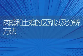 肉鸡和土鸡的区别以及分辨方法