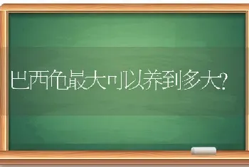 巴西龟最大可以养到多大？