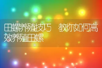 田螺养殖技巧 教你如何高效养殖田螺