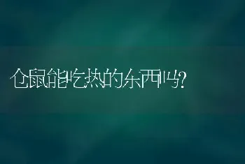 仓鼠能吃热的东西吗？