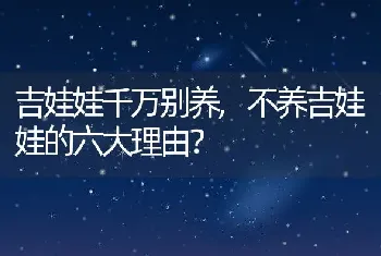 吉娃娃千万别养，不养吉娃娃的六大理由？