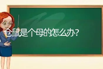 仓鼠是个母的怎么办？