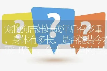 宠物狗吉娃娃成年后有多重，身体有多长，是否能装今衣服口袋里，急求一白色的吉娃娃？